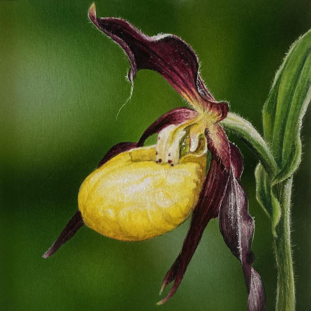 Orchidee 10 x 10 cm - Malereien