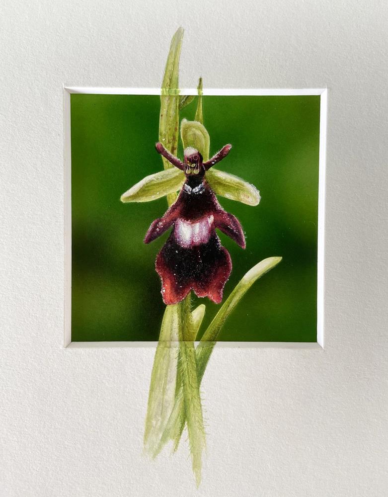 Orchidee 3     10 x 10 cm - Malereien