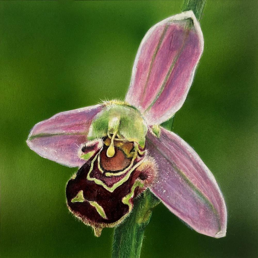 Orchidee 2      10 x 10 cm