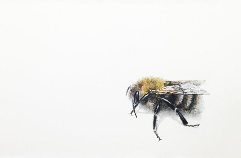 Biene 2 - Malereien