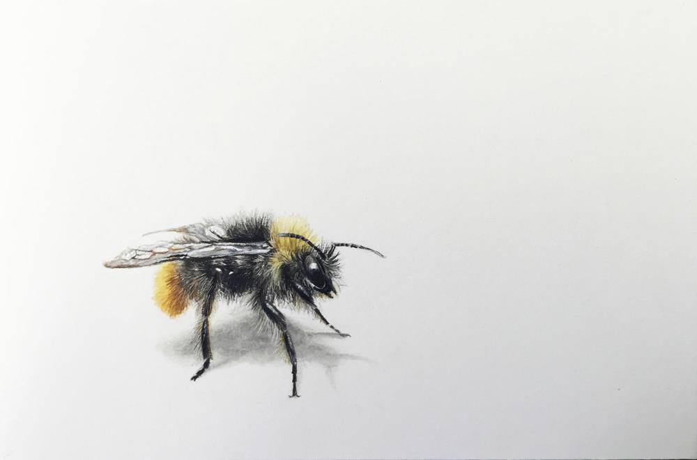 Biene 4 - Malereien