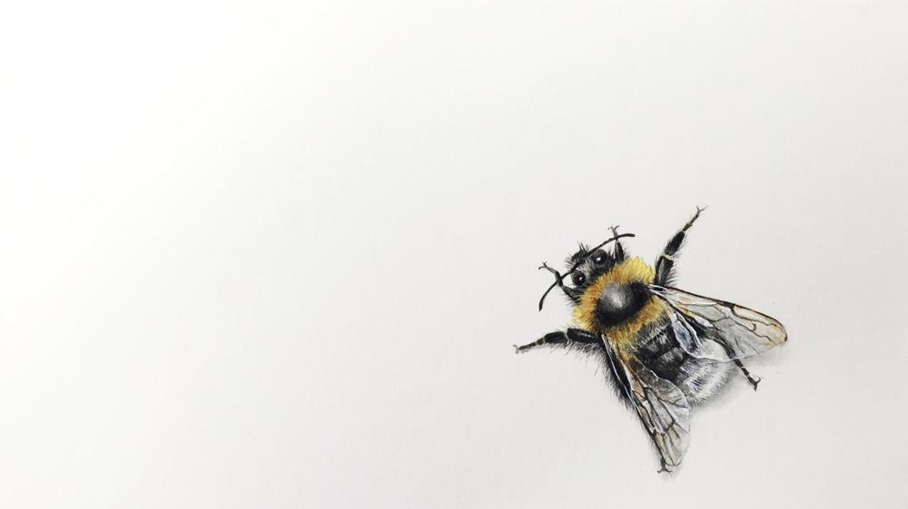 Biene 5 - Malereien