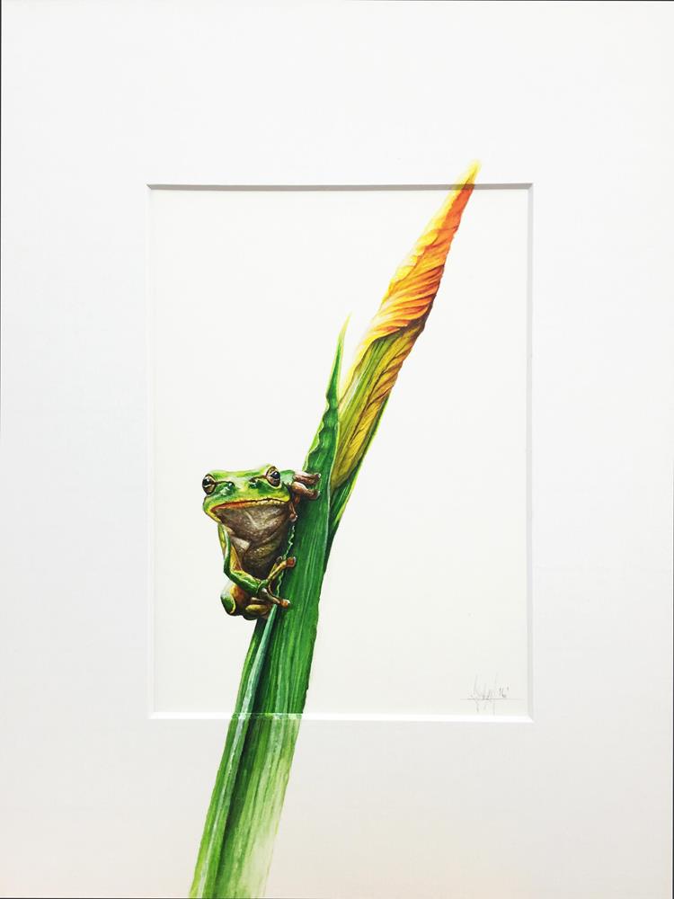 Frog - Peintures