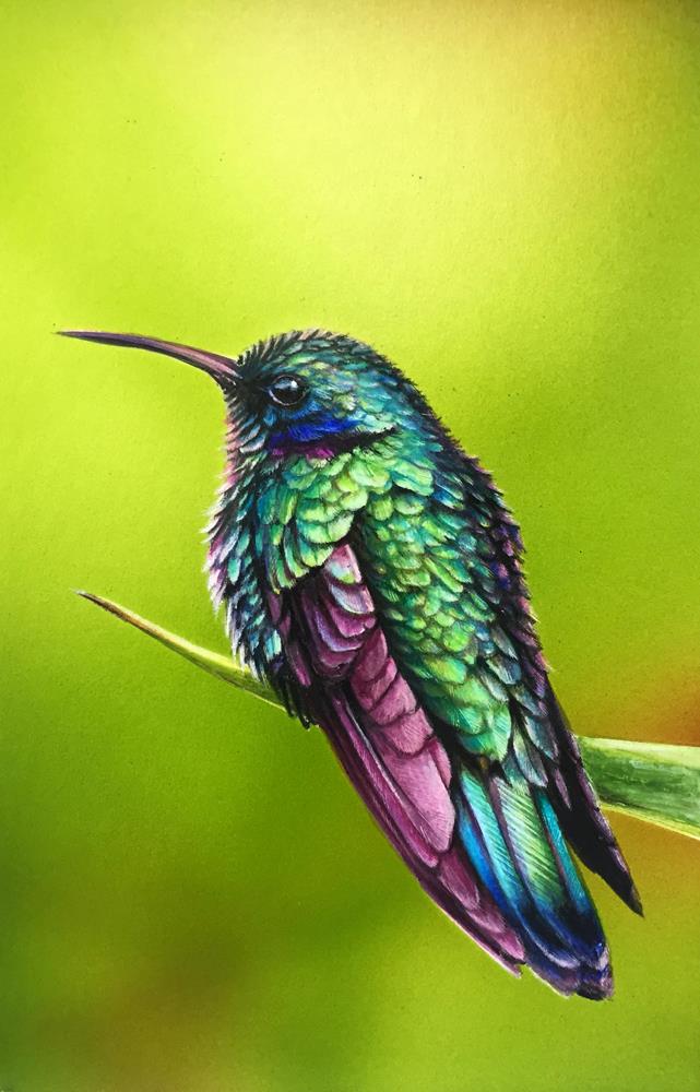 Kolibri - Malereien