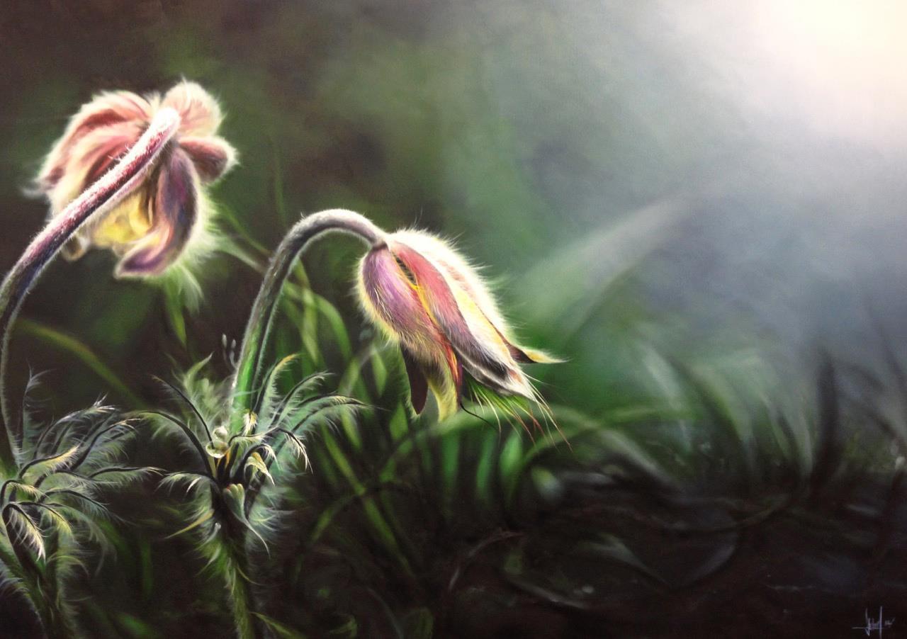 Pulsatilla 120 x 80 cm - Malereien